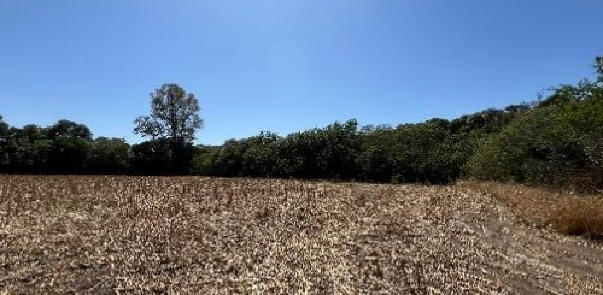 Campo en Colonia Tirolesa