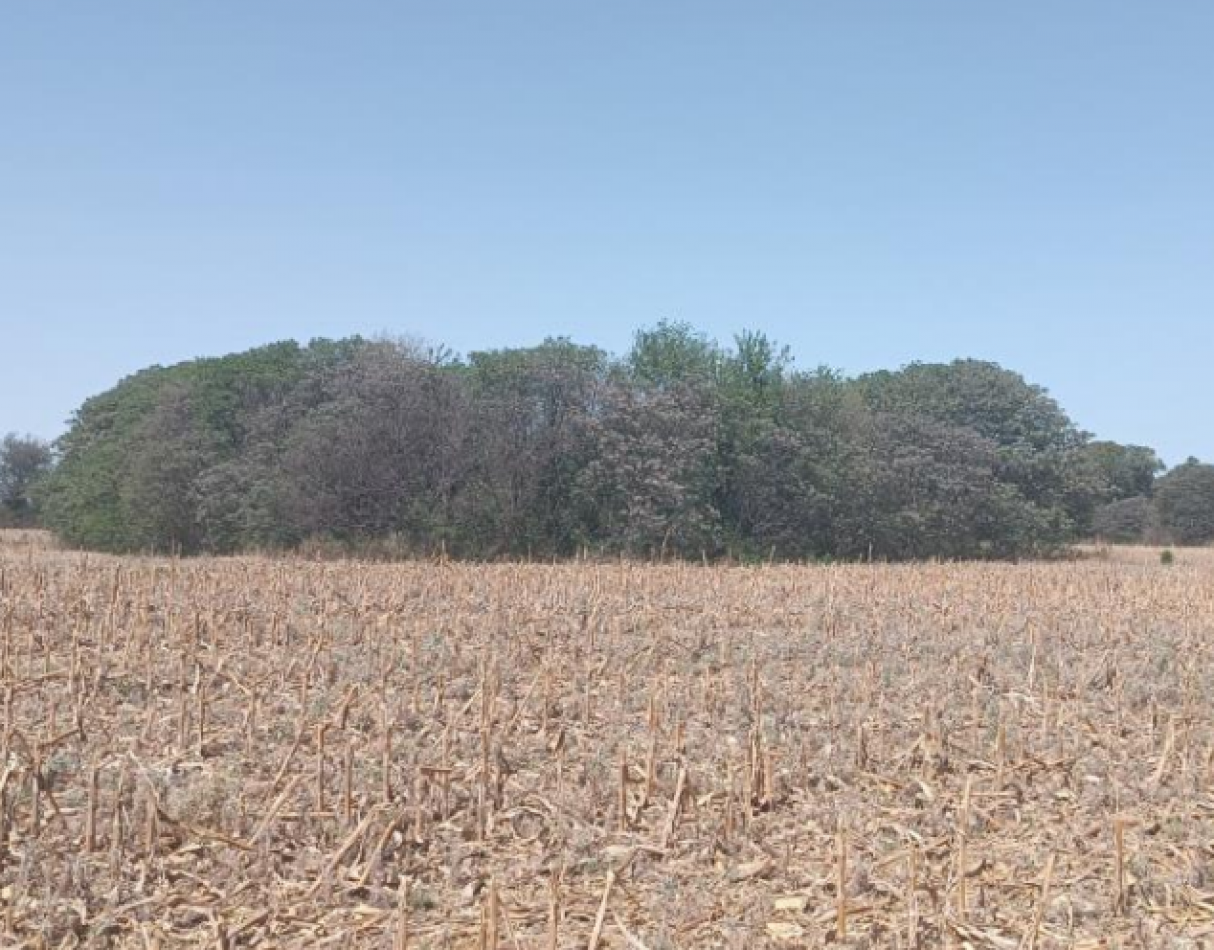 Campo en Colonia Tirolesa